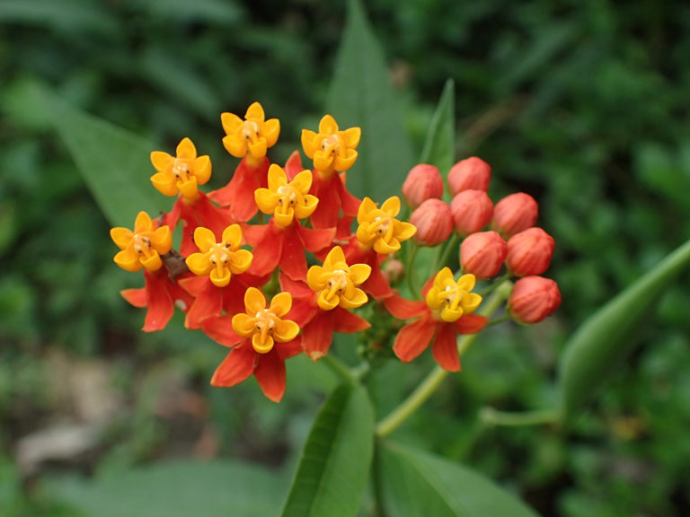 milkweed-varieties